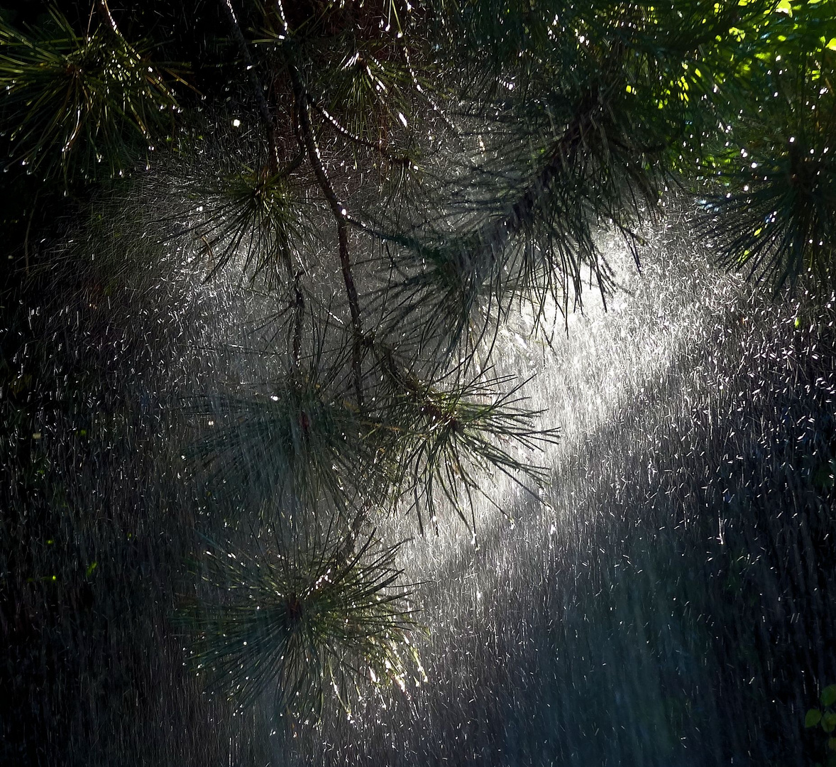 der garten freut sich