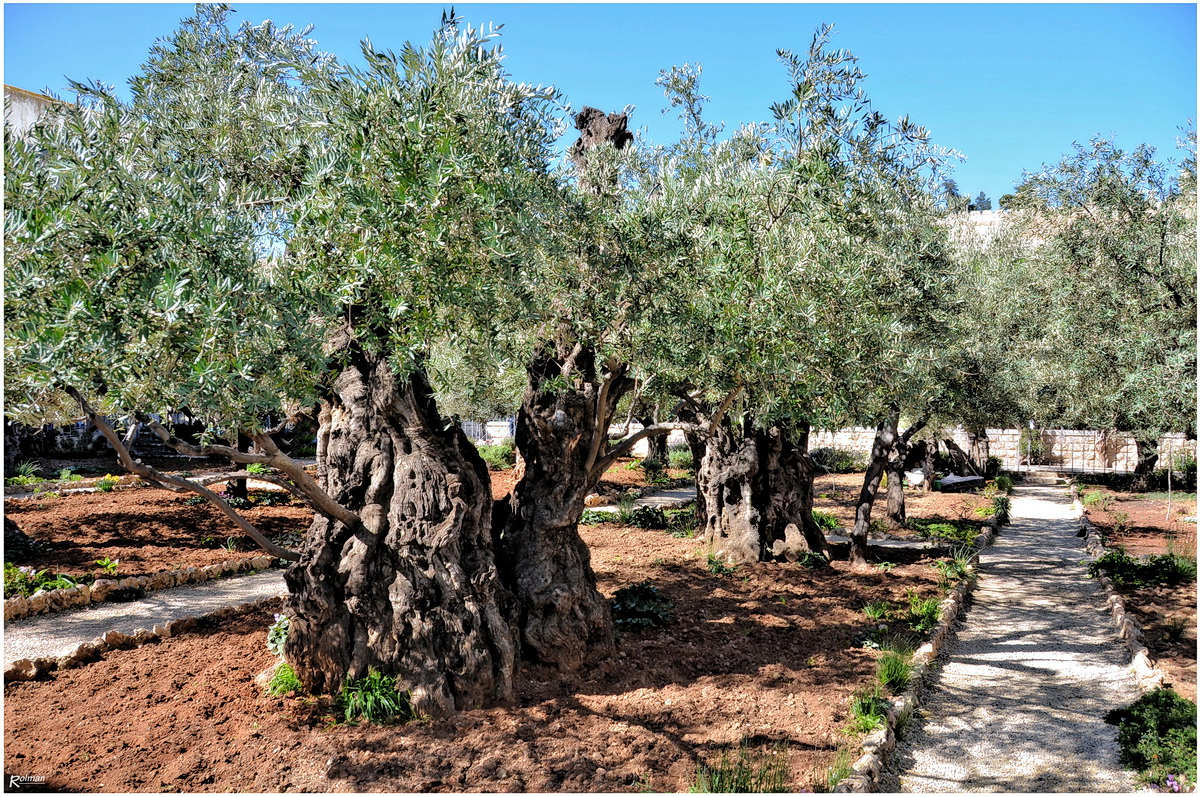 Der Garten Gethsemane in Jerusalem Foto & Bild