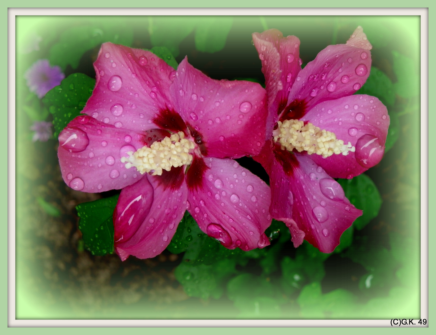 Der Garten Hibiskus ist sehr gut angewachsen !