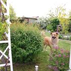 Der Garten-Hund