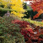 Der Garten im Herbst 2