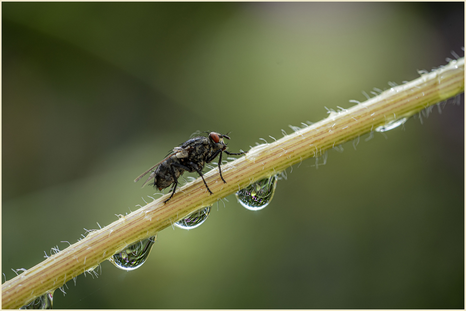 Der Garten im Tropfen