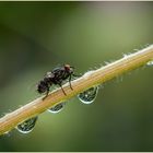 Der Garten im Tropfen