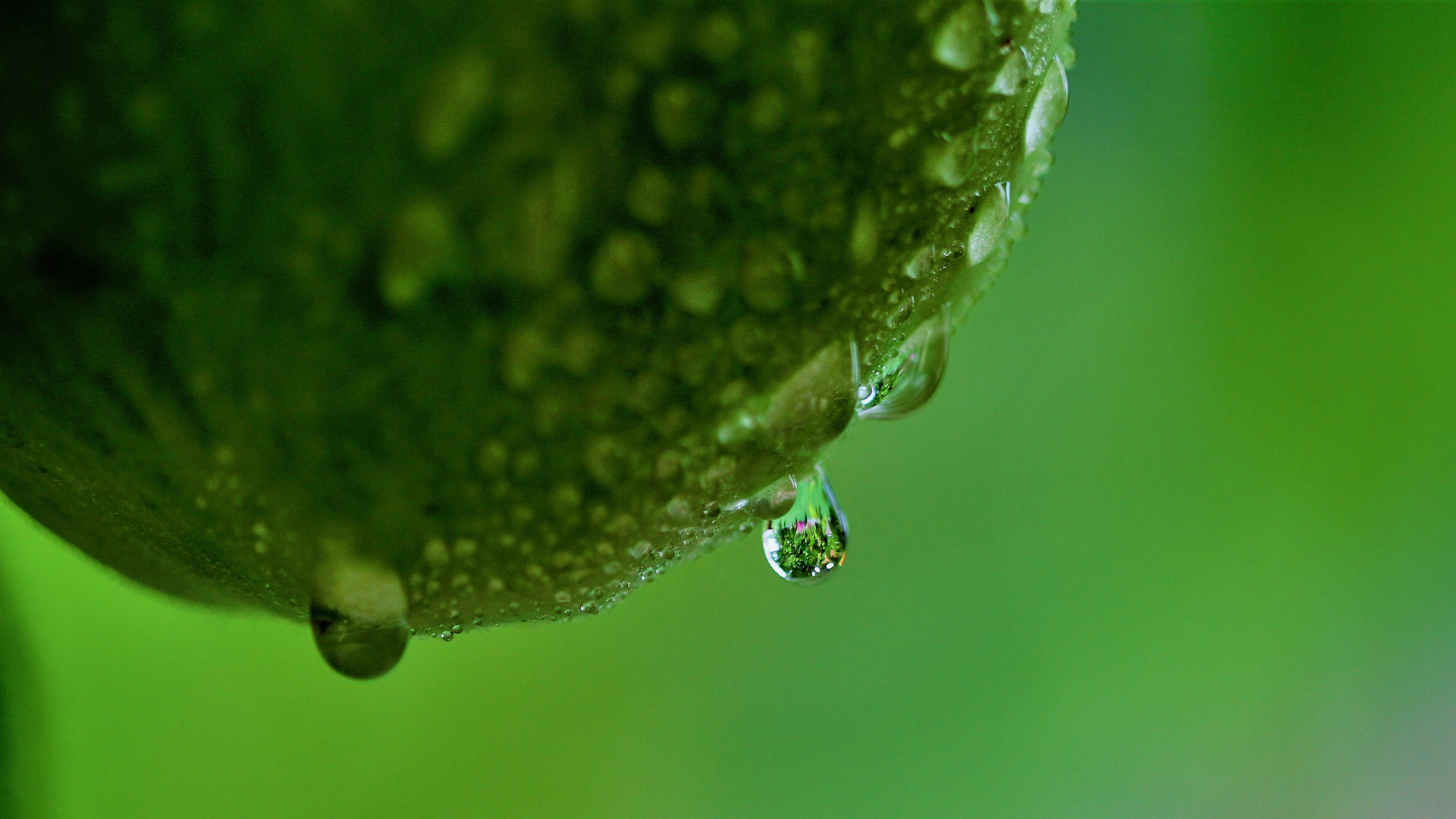 der Garten im Tropfen