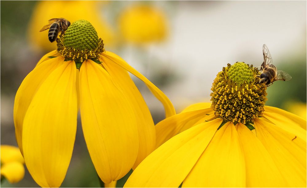 Der Garten lebt