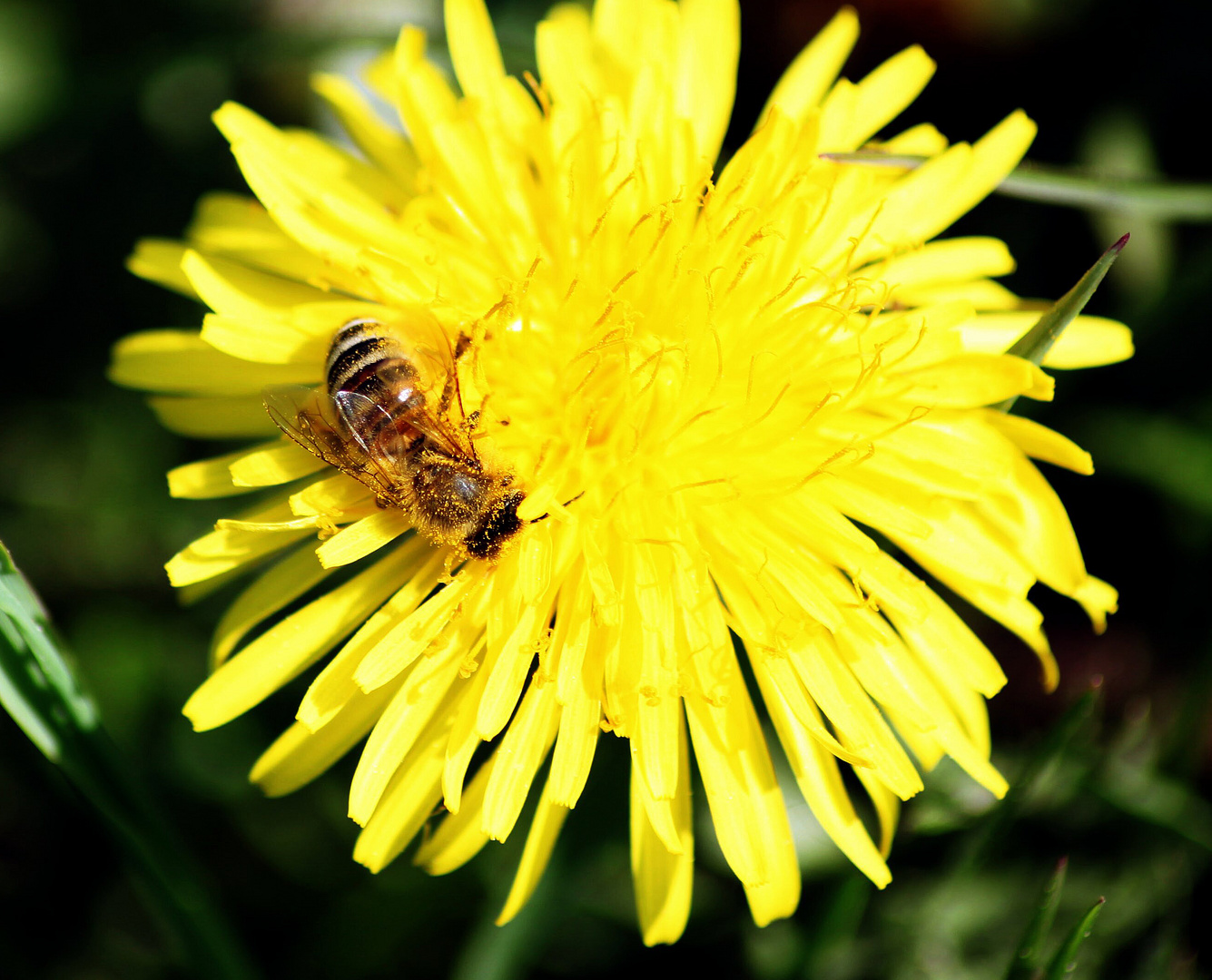 Der Garten lebt 