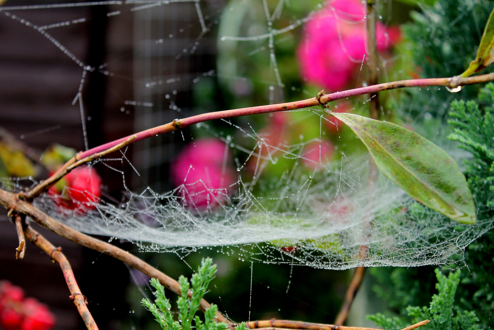 . . . der Garten "spinnt"