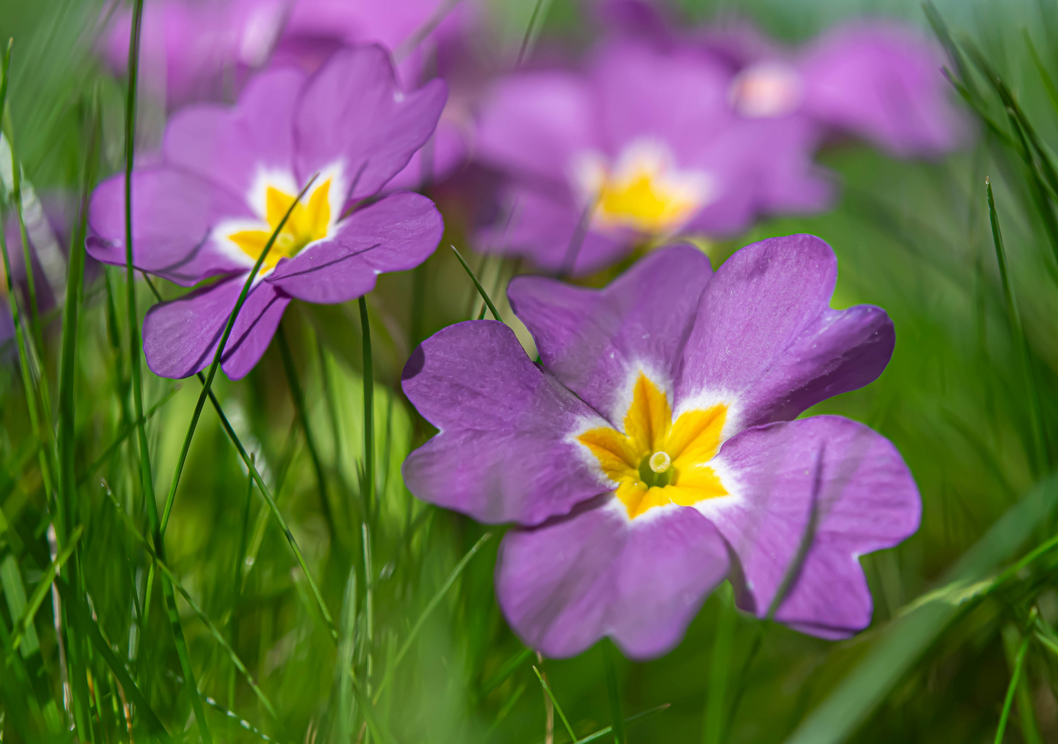 DER GARTEN WIRD BUNTER