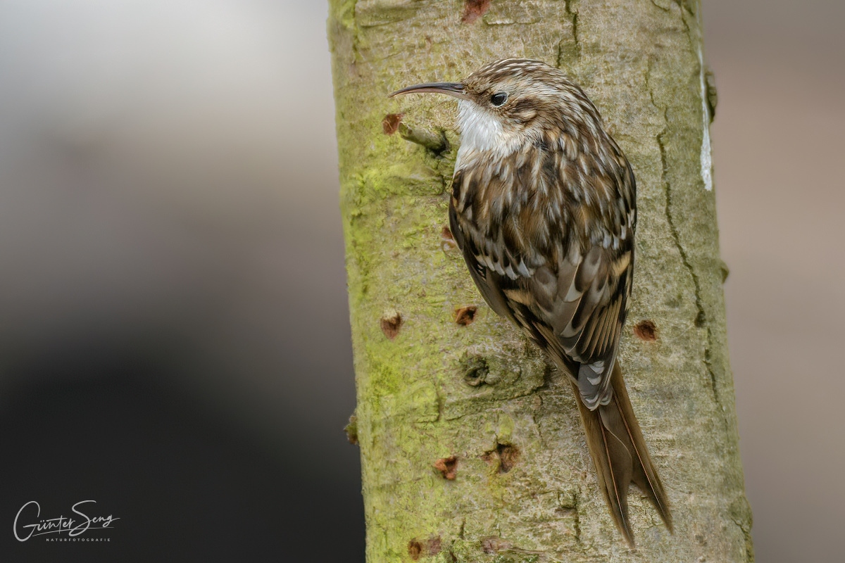 Der Gartenbaumläufer (Certhia brachydactyla)