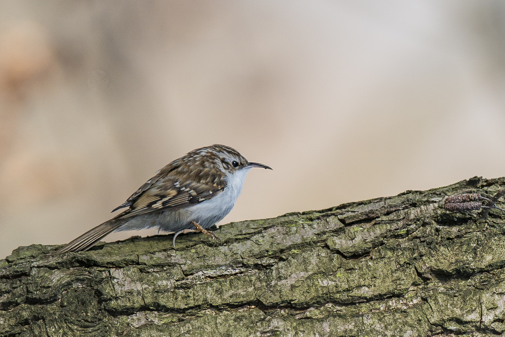 Der Gartenbaumläufer (Certhia brachydactyla).