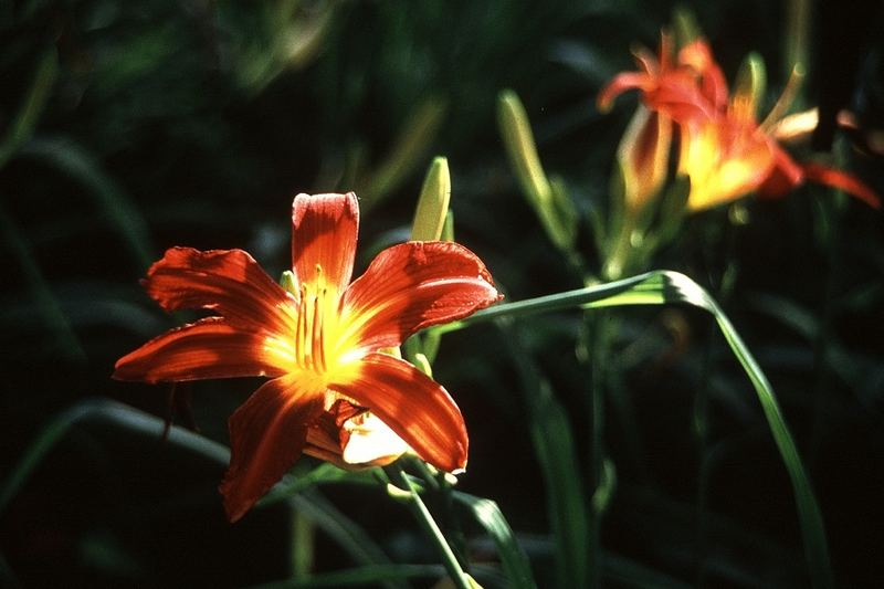 Der Gartenflüchtling