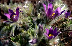 Der Gartenfrühling ...