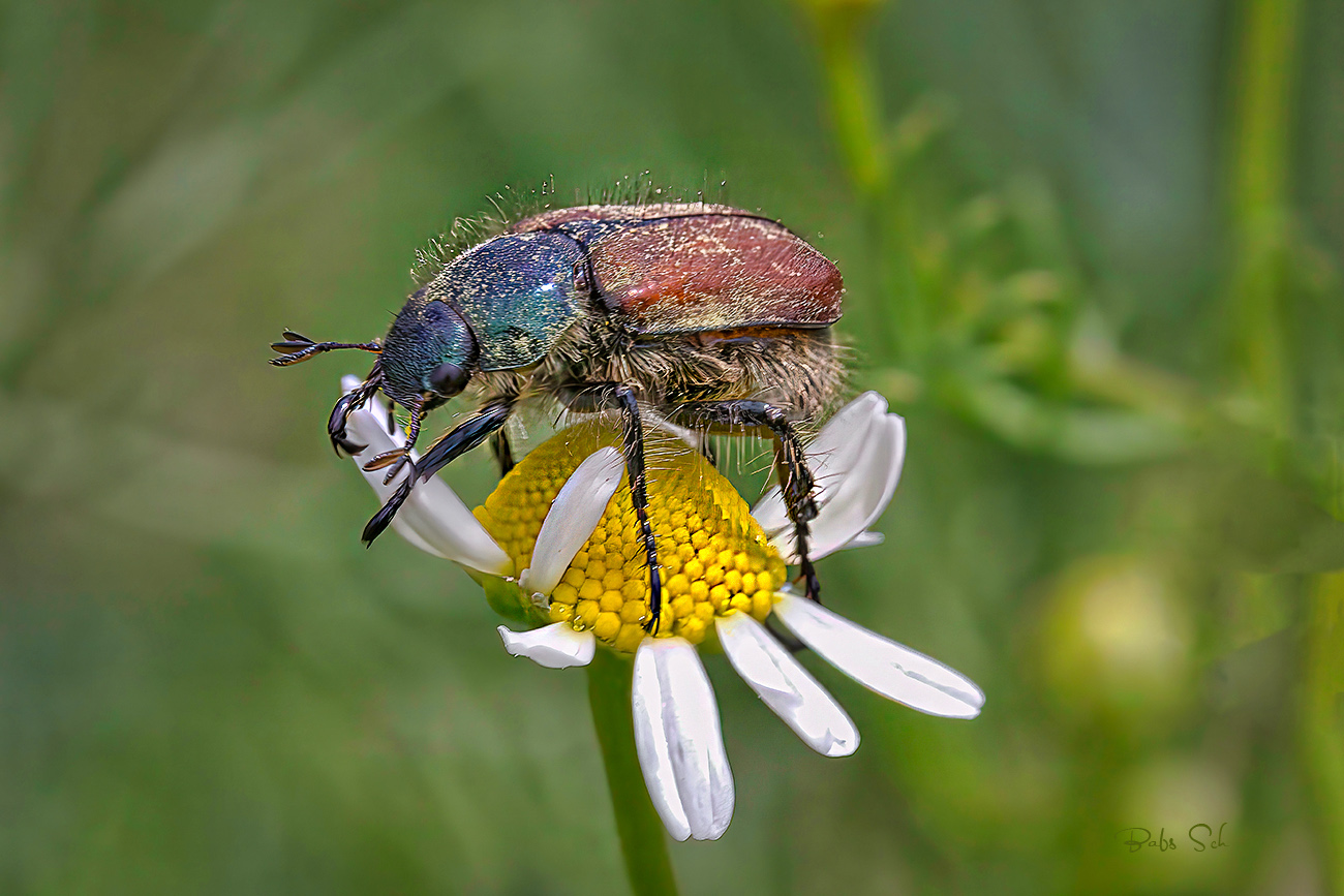 Der Gartenlaubkäfer