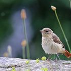 Der Gartenrotschwanz  Nachwuchs....