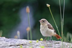 Der Gartenrotschwanz  Nachwuchs....