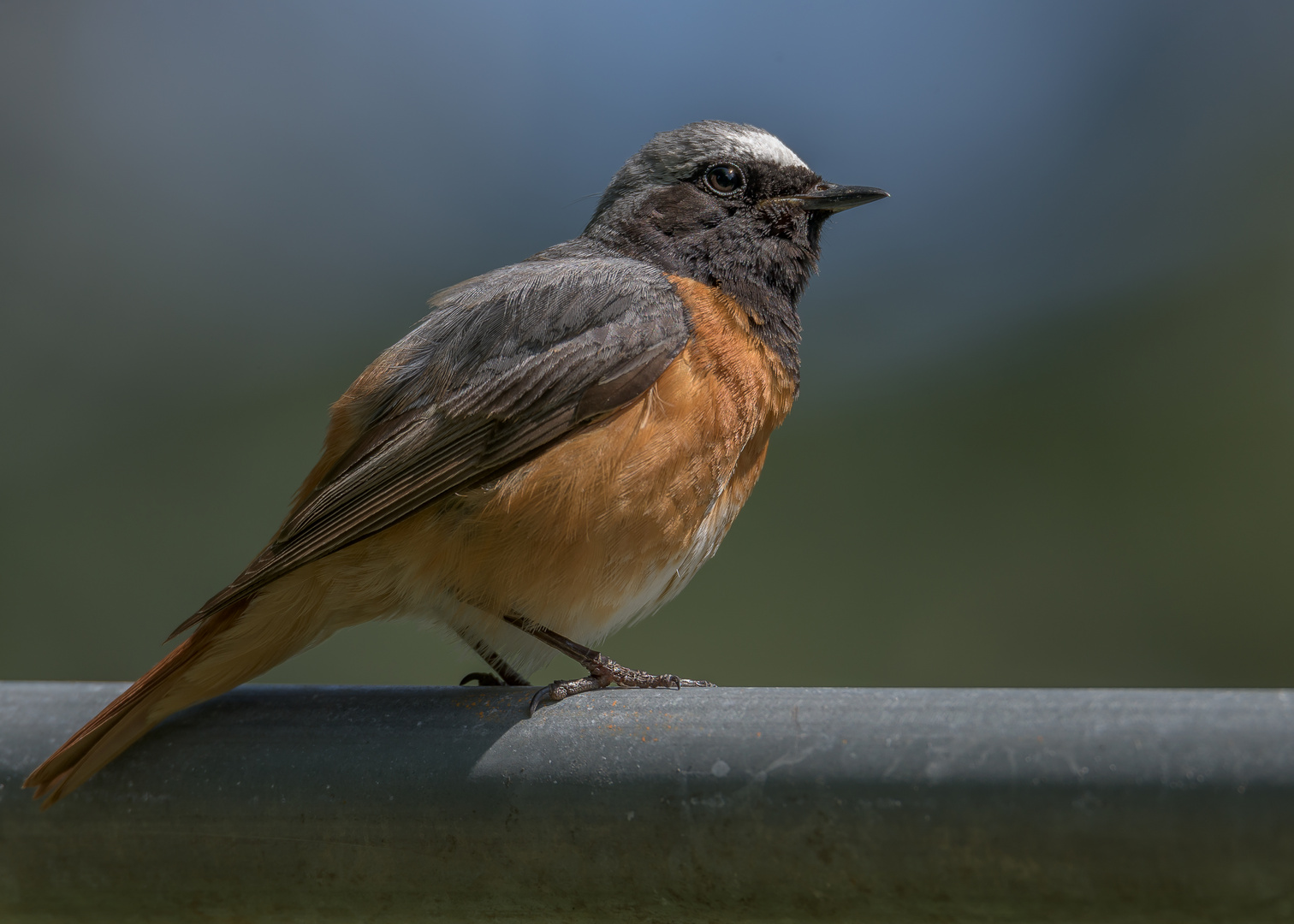 Der Gartenrotschwanz (Phoenicurus phoenicurus) 