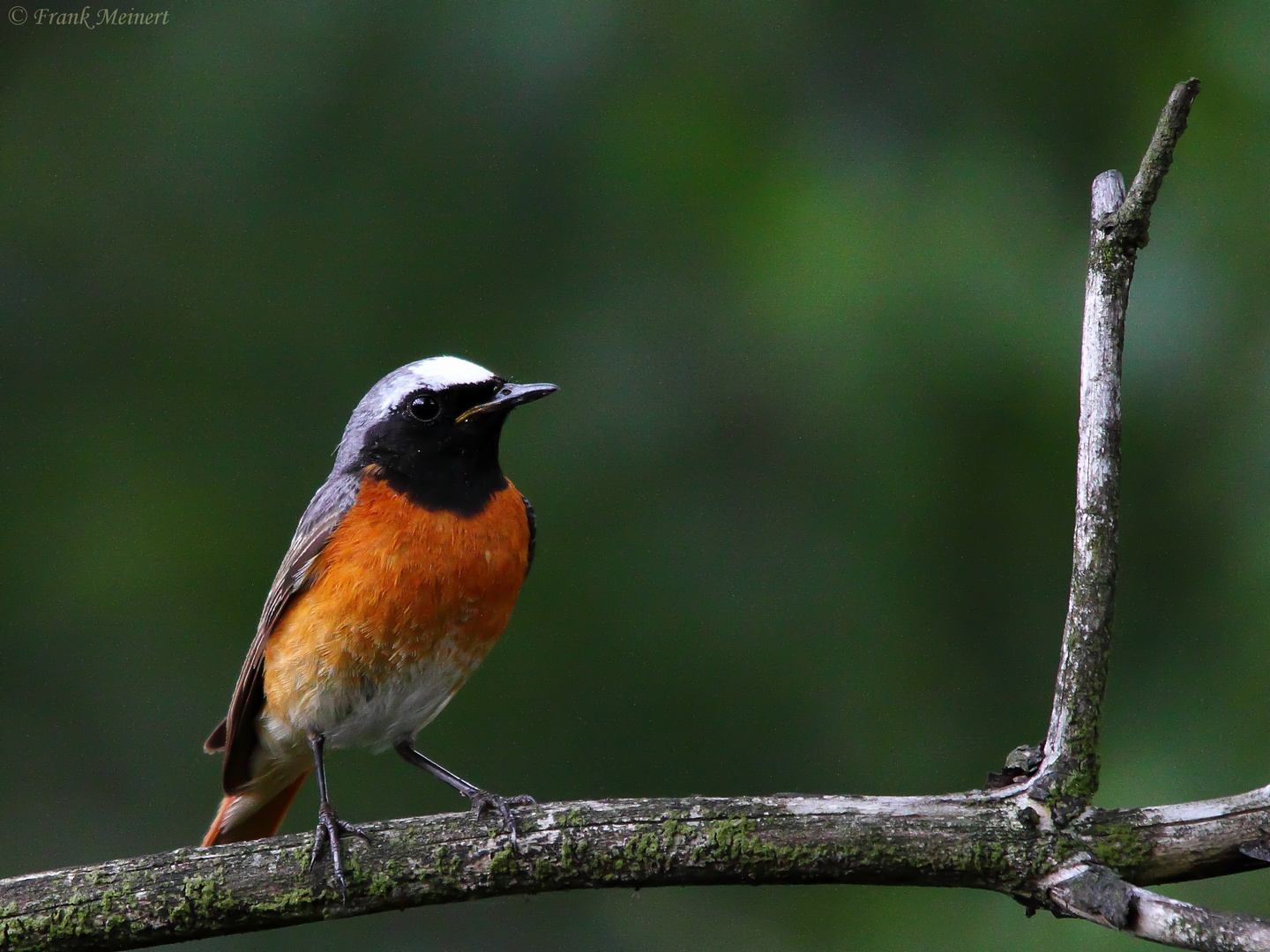 Der Gartenrotschwanz (Phoenicurus phoenicurus)