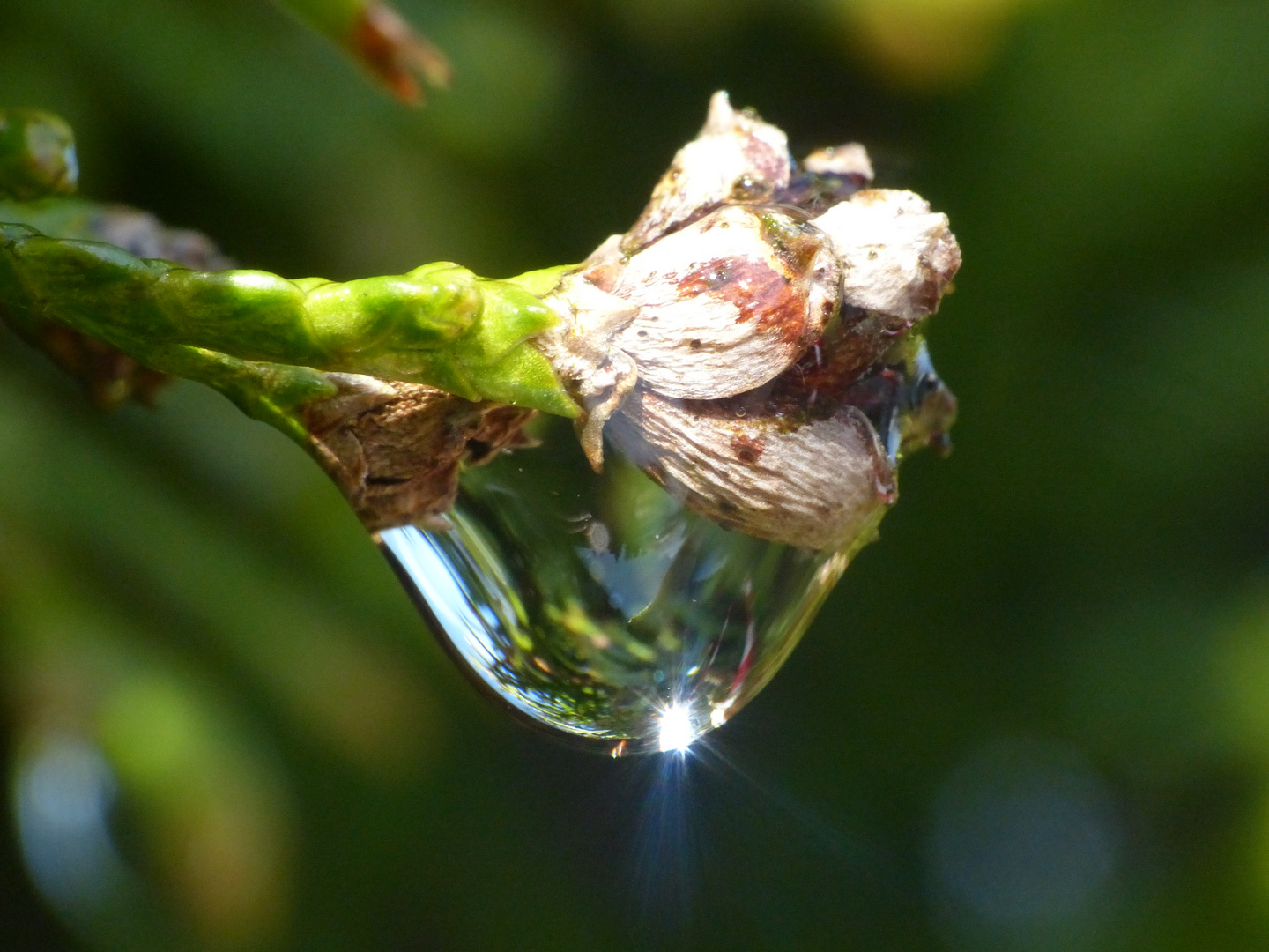 Der Gartensprenger wars