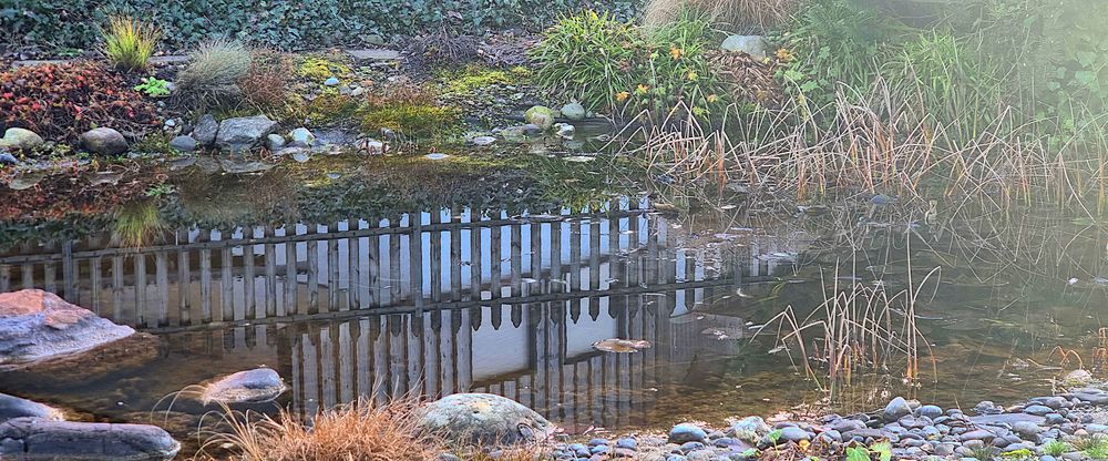 Der Gartenteich