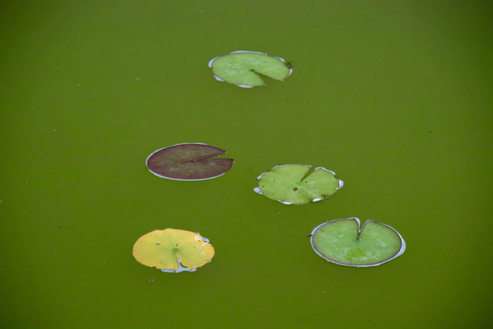 Der Gartenteich