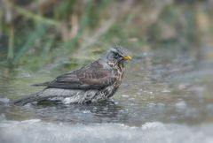 Der Gartenteich taut schön langsam auf