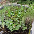 Der Gartenteich wurde im Schweiße meines "Angesichtes" einst ausgeschachtet ...