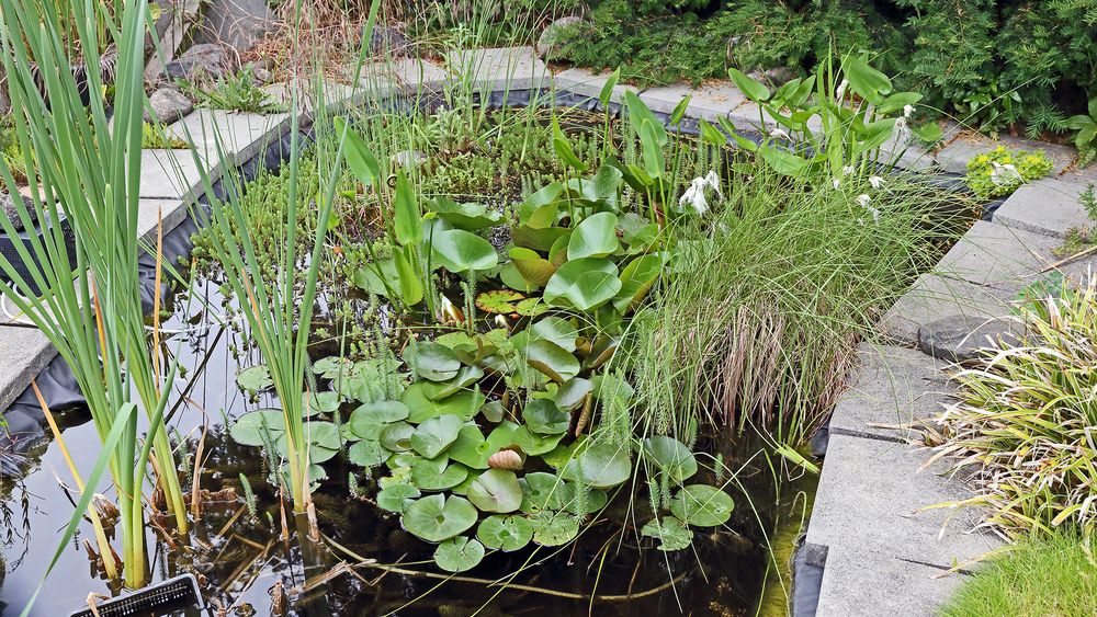 Der Gartenteich wurde im Schweiße meines "Angesichtes" einst ausgeschachtet ...