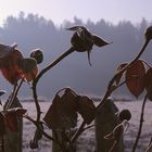 Der Gartenzaun