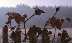 Der Gartenzaun