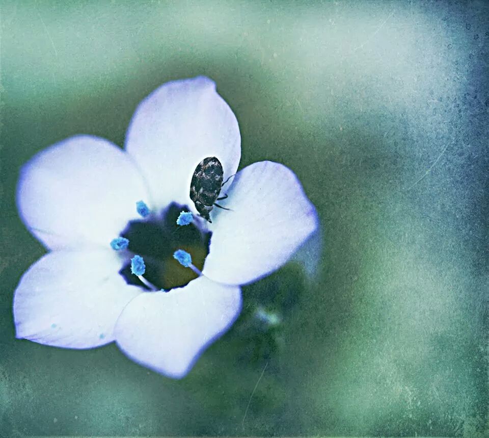 der gast auf meiner japanischen blumenwiese