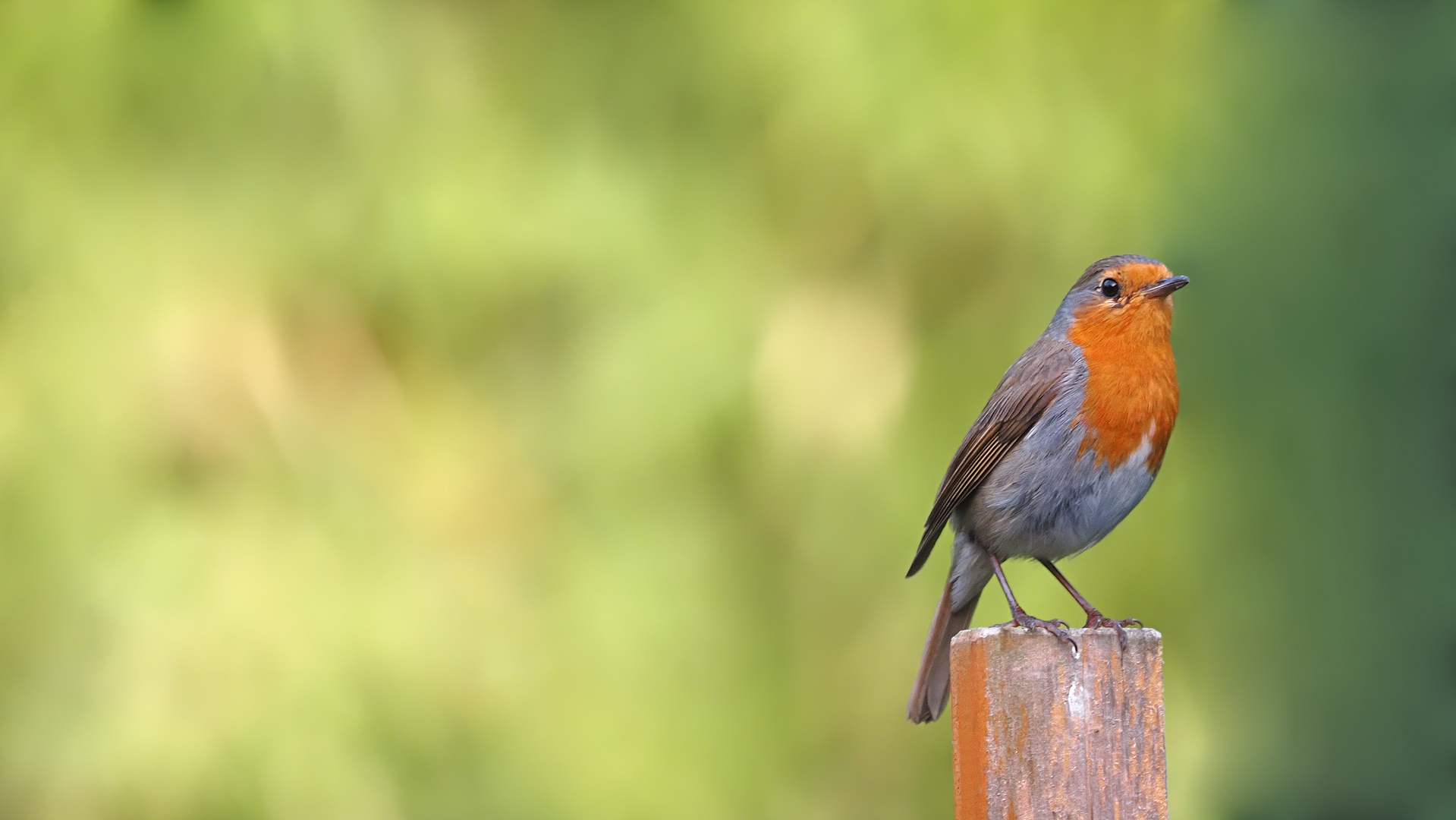 der Gast in meinem Garten