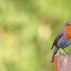 der Gast in meinem Garten