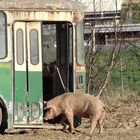 Der Gast ist König ;-)