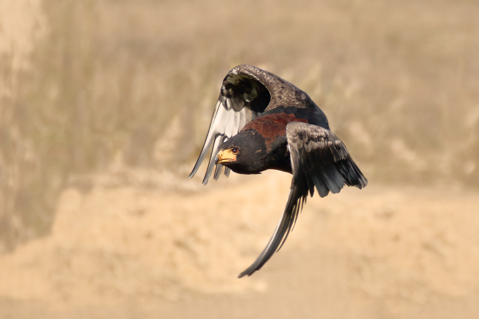 Der Gaukler im Flug