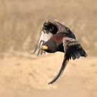 Der Gaukler im Flug