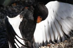 Der Gaukler (Terathopius ecaudatus)