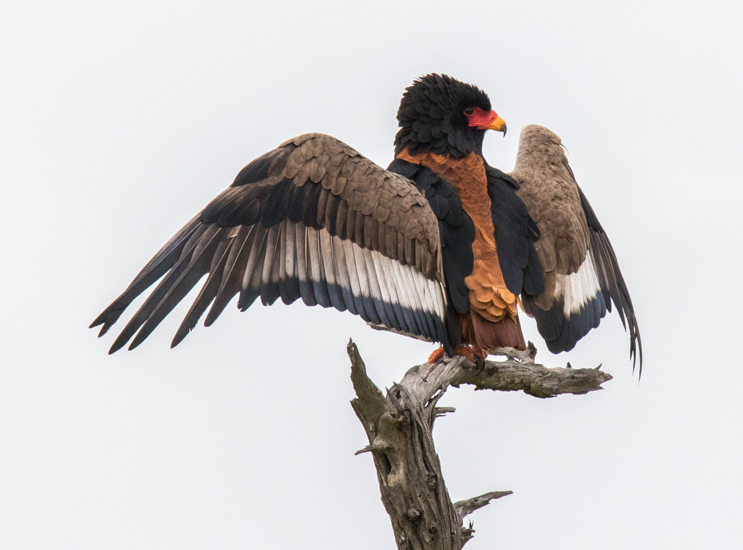 Der Gaukler/Bateleur..