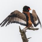 Der Gaukler/Bateleur..