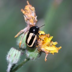 Der Gebänderte Fallkäfer, Cryptocephalus vittatus