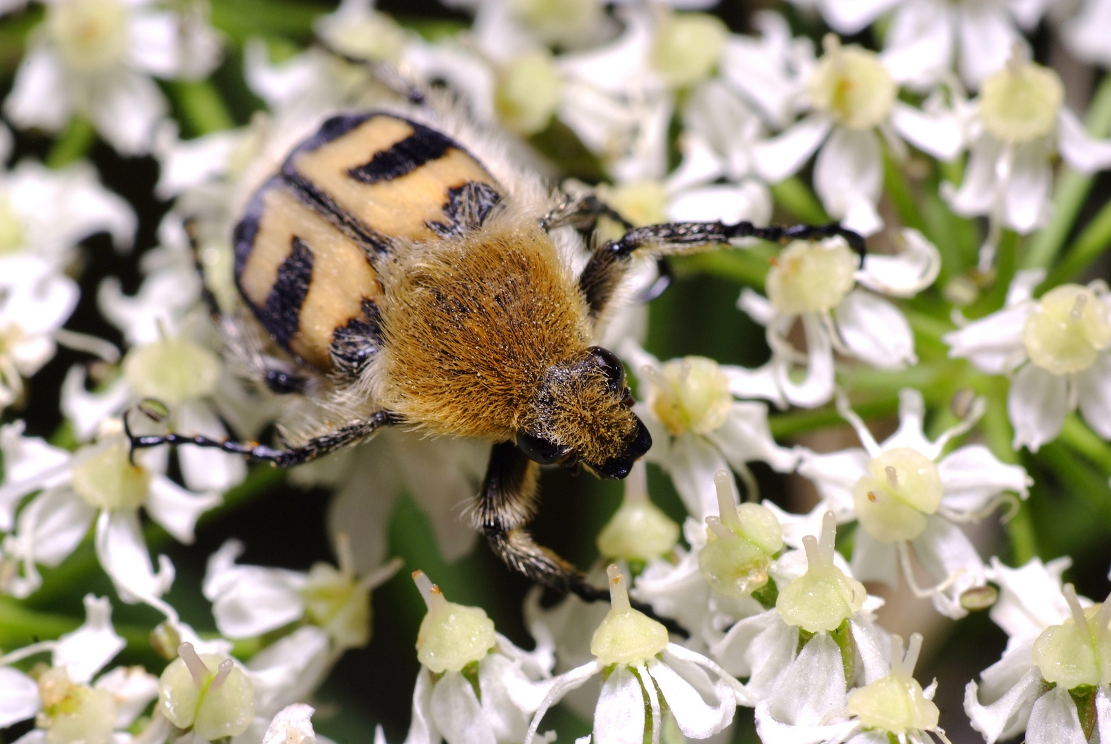 Der Gebänderte Pinselkäfer ( Trichius fasciatus )