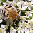 Der Gebänderte Pinselkäfer ( Trichius fasciatus )