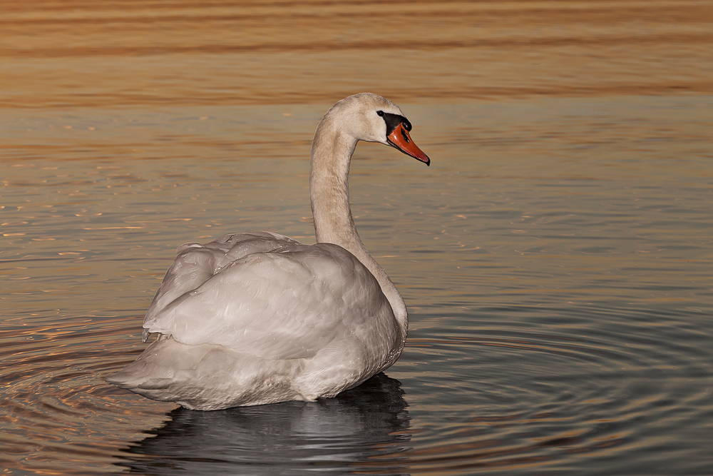 Der geblitzte Schwan