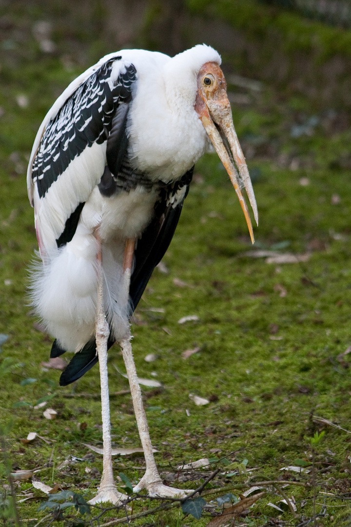 Der gebrechliche Vogel