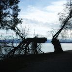 Der gebrochene Baum