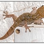 Der Gecko