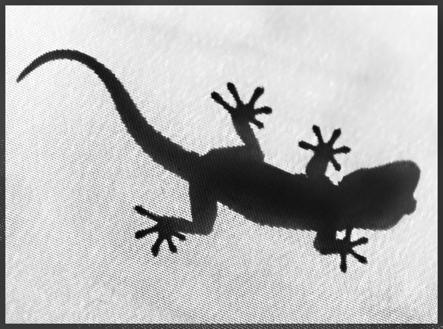 Der  Gecko auf dem Sonnenschirm