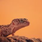 Der Gecko fühlt sich "Sau" wohl und grinst dabei etwas