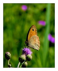 Der geduldige Falter auf der Distelblüte