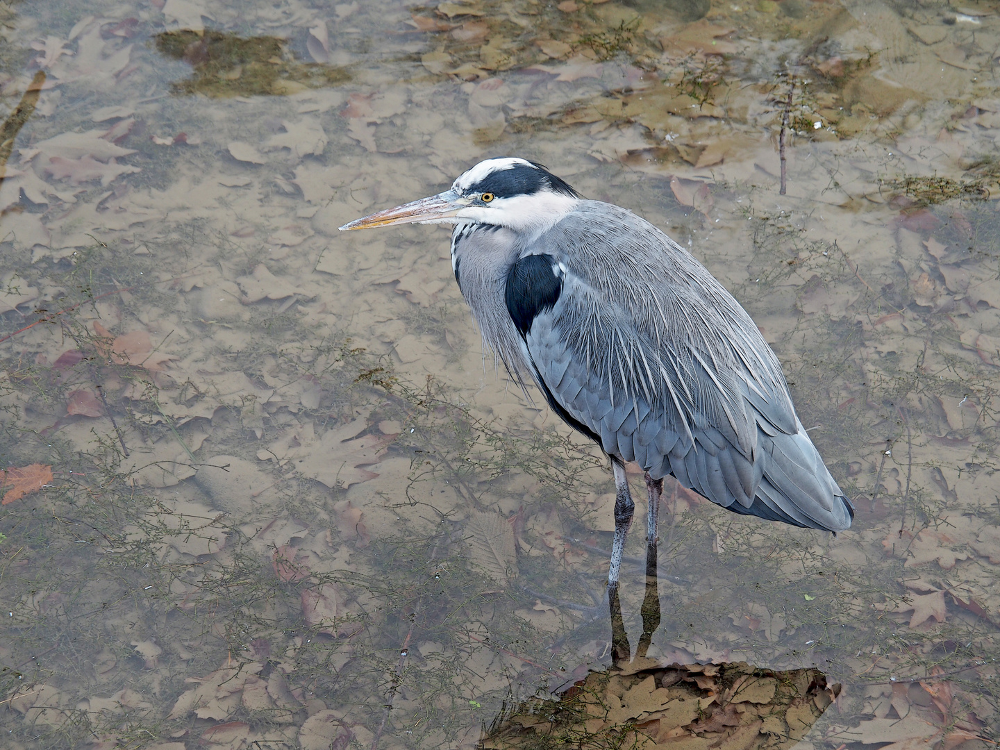 Der geduldige Graureiher (Ardea cinerea) - Héron cendré.