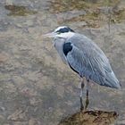 Der geduldige Graureiher (Ardea cinerea) - Héron cendré.